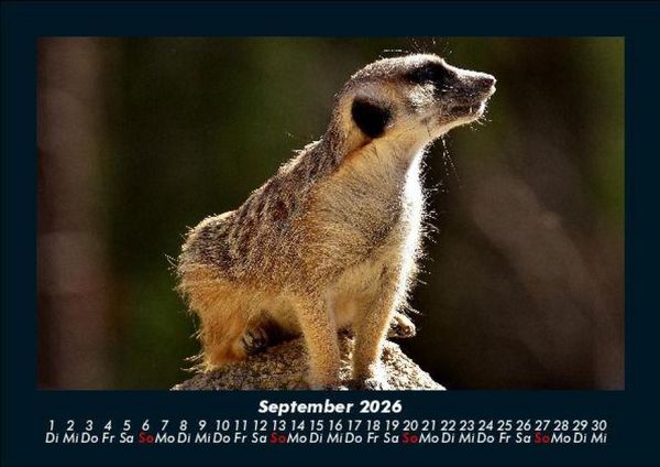 Produktbild: Tierkalender 2026 Fotokalender DIN A5