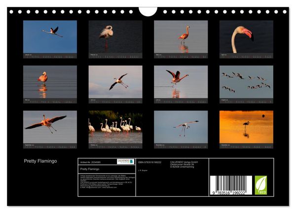 Produktbild: Pretty Flamingo (Wandkalender 2026 DIN A4 quer), CALVENDO Monatskalender