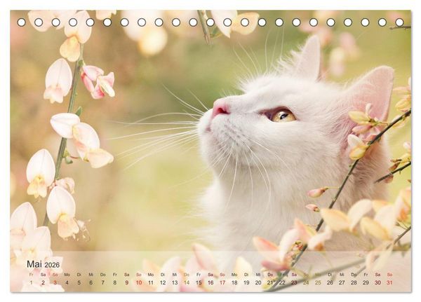 Produktbild: Katzen 2026 Bezaubernde Samtpfoten (Tischkalender 2026 DIN A5 quer), CALVENDO Monatskalender