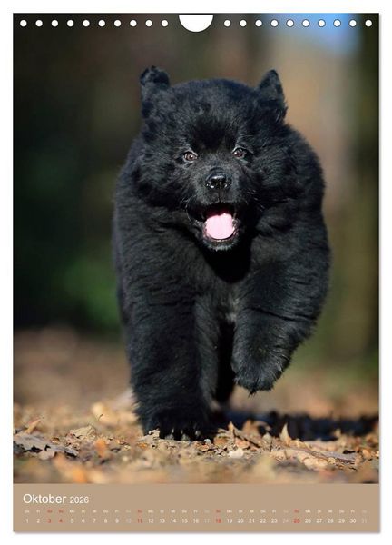 Produktbild: Hundekinder (Wandkalender 2026 DIN A4 hoch), CALVENDO Monatskalender