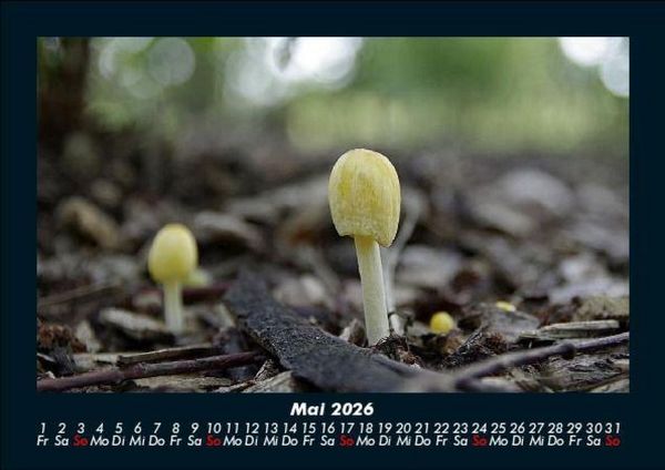 Produktbild: Pilzkalender 2026 Fotokalender DIN A5
