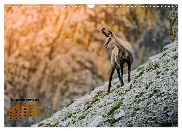 Produktbild: Big Five der Alpen G&auml;mse, Steinbock, Murmeltier, Steinadler, Bartgeier (Wandkalender 2026 DIN A3 quer), CALVENDO Monatskalender