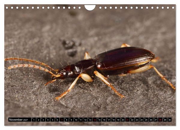Produktbild: LAUFK&Auml;FER - CARABIDAE (Wandkalender 2027 DIN A4 quer), CALVENDO Monatskalender