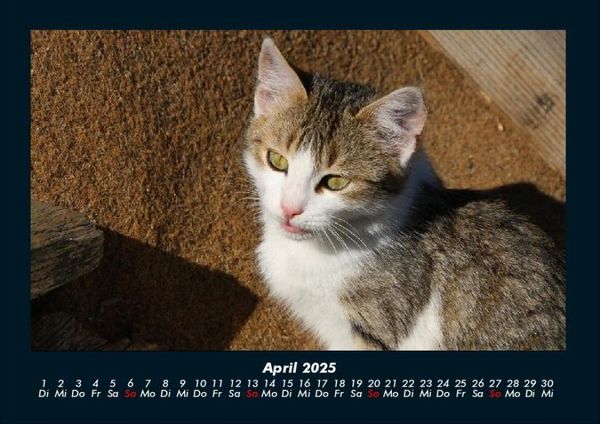 Produktbild: Haustierkalender 2025 Fotokalender DIN A4