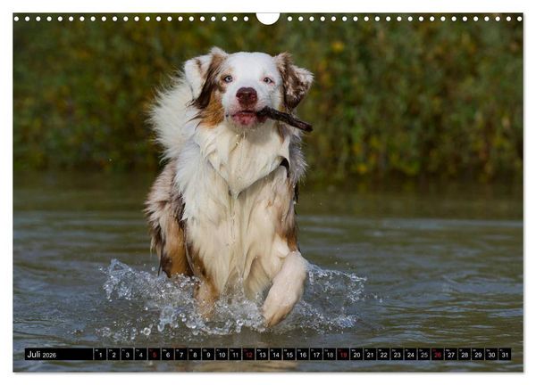 Produktbild: Bekannt wie ein bunter Hund. Australian Shepherd (Wandkalender 2026 DIN A3 quer), CALVENDO Monatskalender