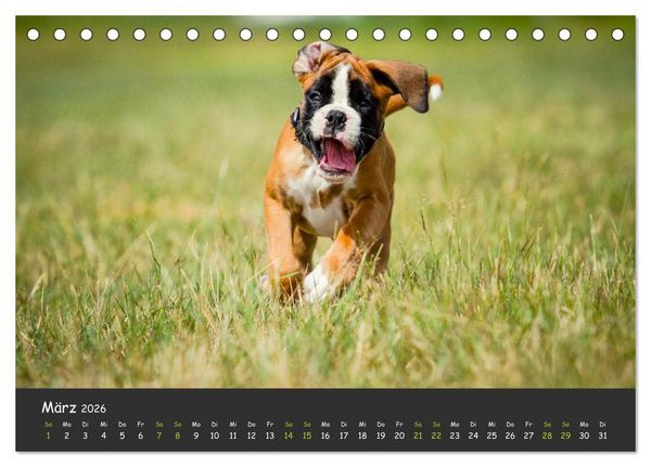 Produktbild: Wenn ich gro&szlig; bin werd' ich Boxer (Tischkalender 2026 DIN A5 quer), CALVENDO Monatskalender