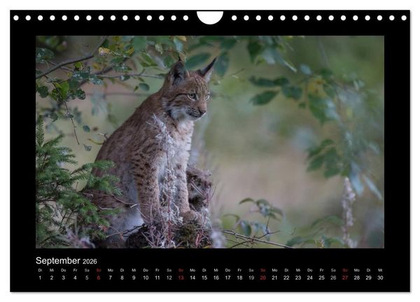 Produktbild: Wolf, Luchs und Co. - Tierbilder aus dem Bayerischen Wald (Wandkalender 2026 DIN A4 quer), CALVENDO Monatskalender