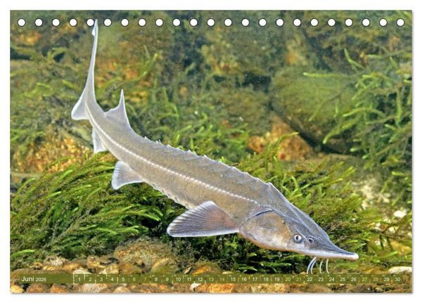 Produktbild: Fische in Teichen und Fl&uuml;ssen (Tischkalender 2026 DIN A5 quer), CALVENDO Monatskalender