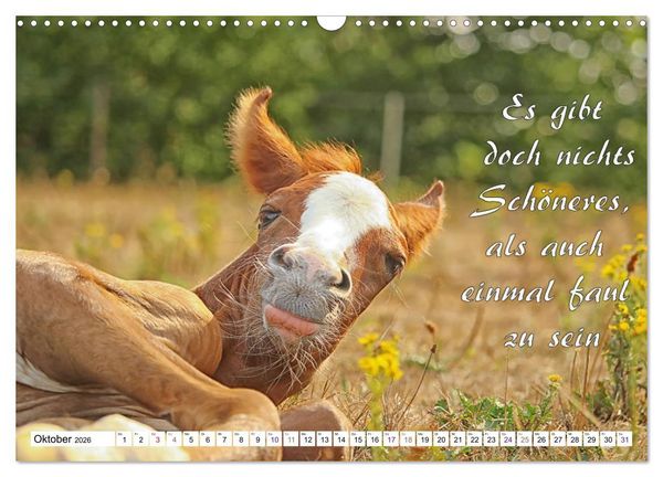Produktbild: Tierbabies - Spruchkalender (Wandkalender 2026 DIN A3 quer), CALVENDO Monatskalender