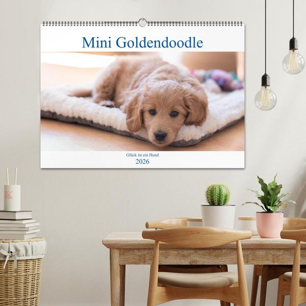 Produktbild: Mini Goldendoodle - Gl&uuml;ck ist ein Hund (Wandkalender 2026 DIN A2 quer), CALVENDO Monatskalender