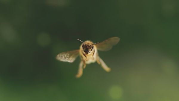 Produktbild: Tagebuch einer Biene