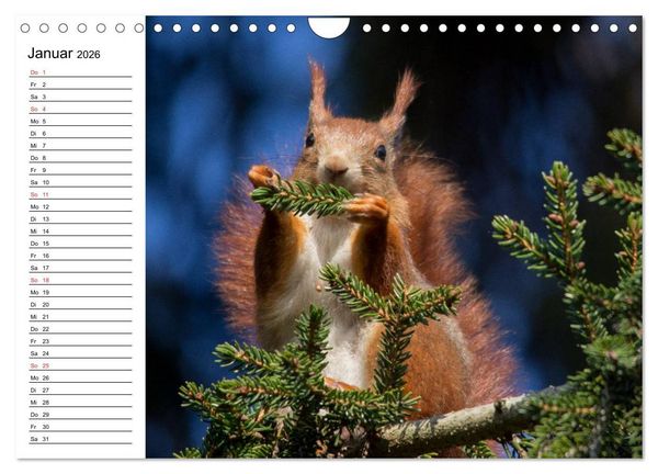 Produktbild: Mit dem Eichh&ouml;rnchen durchs Jahr (Wandkalender 2026 DIN A4 quer), CALVENDO Monatskalender