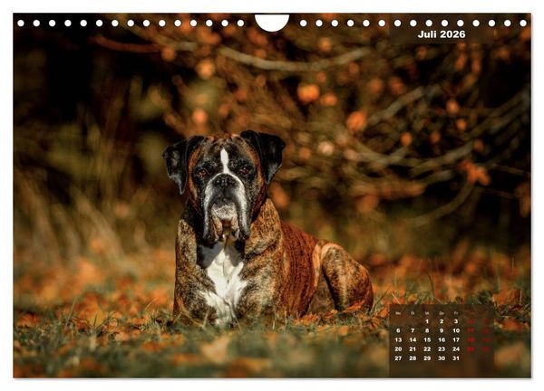 Produktbild: Boxer Frech und fr&ouml;hlich durch das Jahr (Wandkalender 2026 DIN A4 quer), CALVENDO Monatskalender