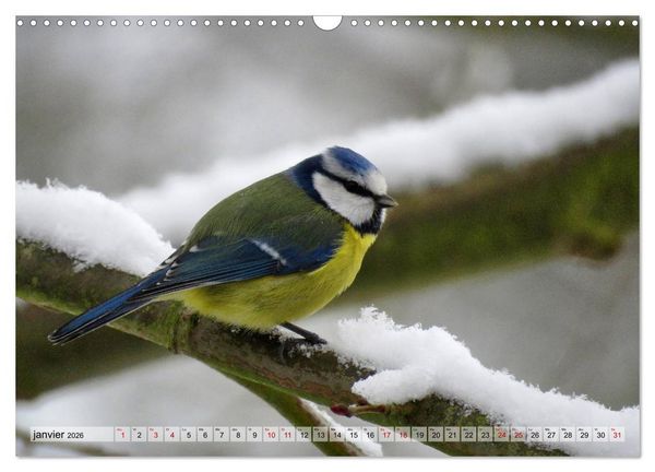 Produktbild: Jolis oiseaux de jardin (Calendrier mural 2026 DIN A3 vertical), CALVENDO calendrier mensuel