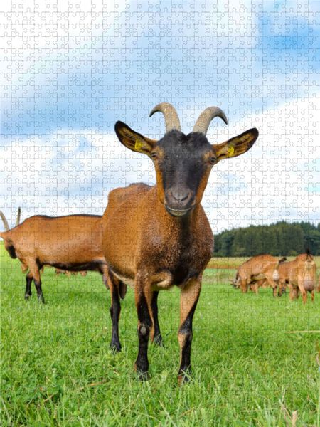 Produktbild: CALVENDO Puzzle Bunte deutsche Edelziegen, liebenswerte Sturk&ouml;pfe | 1000 Teile Lege-Gr&ouml;&szlig;e 64x48cm Foto-Puzzle f&uuml;r gl&uuml;ckliche Stunden