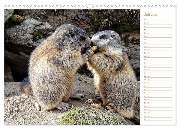Produktbild: Wildlife - Verspielte Murmeltiere (Wandkalender 2026 DIN A3 quer), CALVENDO Monatskalender