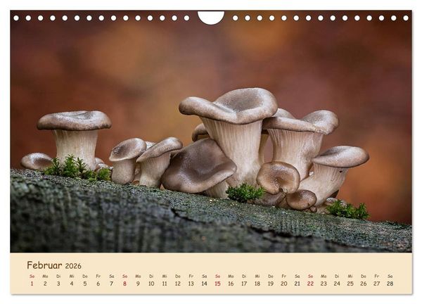 Produktbild: Pilzgalerie - Eindrucksvolle Aufnahmen von unseren heimischen Pilzen (Wandkalender 2026 DIN A4 quer), CALVENDO Monatskalender