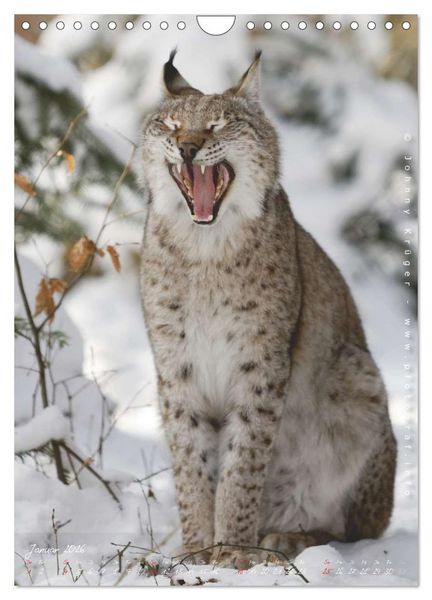 Produktbild: Luchs (Wandkalender 2026 DIN A4 hoch), CALVENDO Monatskalender