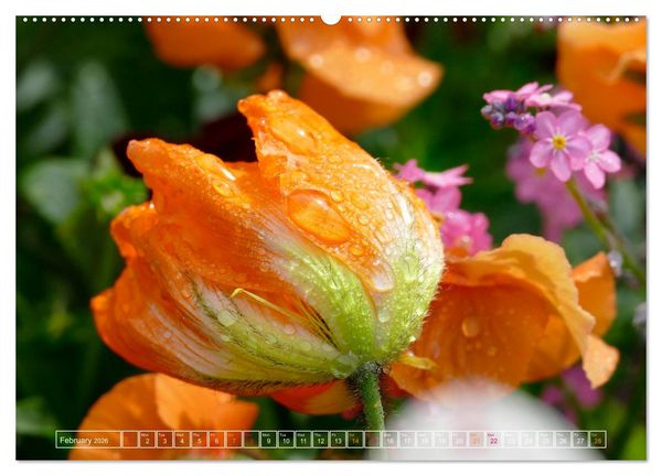 Produktbild: Blooming beauties (High Quality Premium Wall Calendar 2026 DIN A2 landscape),CALVENDO 12 Month Wall Calendar