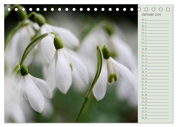 Produktbild: Liebenswerte Gl&ouml;ckchen (Tischkalender 2026 DIN A5 quer), CALVENDO Monatskalender