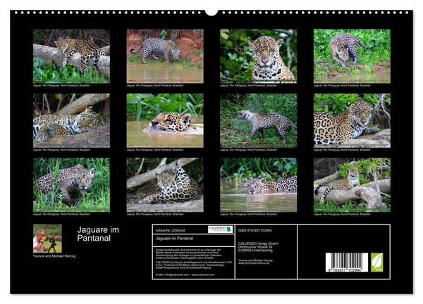 Produktbild: Jaguare im Pantanal (hochwertiger Premium Wandkalender 2026 DIN A2 quer), Kunstdruck in Hochglanz