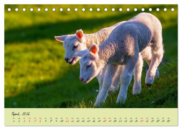 Produktbild: Brut- und Setzzeit. Neues Leben entsteht. (Tischkalender 2026 DIN A5 quer), CALVENDO Monatskalender