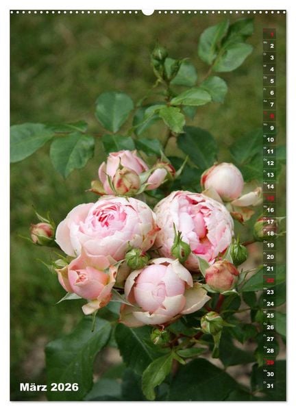 Produktbild: Sch&ouml;nste Rosen (Wandkalender 2026 DIN A2 hoch), CALVENDO Monatskalender