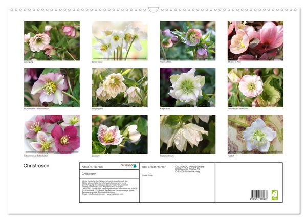 Produktbild: Christrosen (Wandkalender 2026 DIN A2 quer), CALVENDO Monatskalender