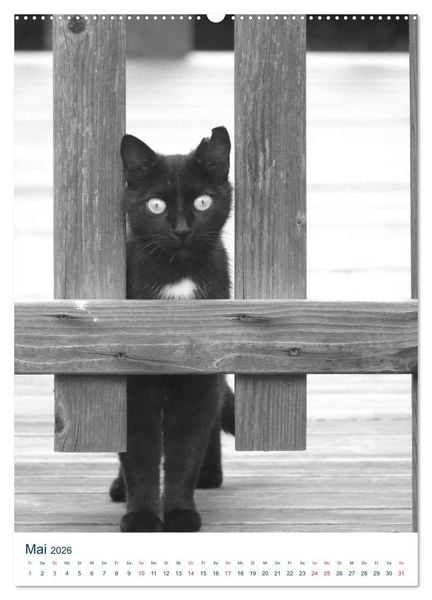 Produktbild: Wilde Katzen - Korsikas Samtpfoten (Wandkalender 2026 DIN A2 hoch), CALVENDO Monatskalender