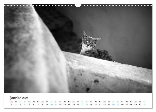 Produktbild: Chats de Santorin - Les princes d'Oia en noir et blanc (Calendrier mural 2026 DIN A3 vertical), CALVENDO calendrier mensuel