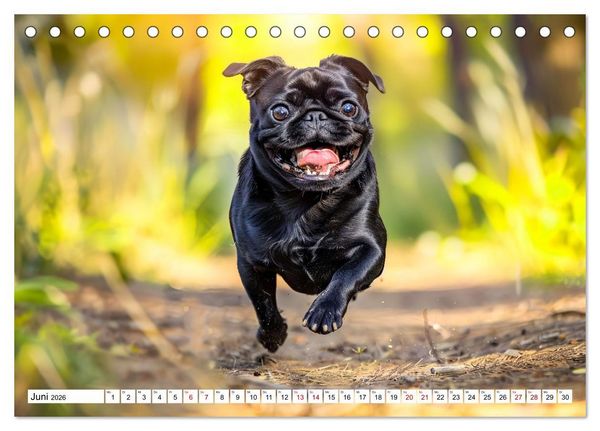 Produktbild: Mops-Mania - Der Spa&szlig;kalender f&uuml;r Mops-Fans (Tischkalender 2026 DIN A5 quer), CALVENDO Monatskalender