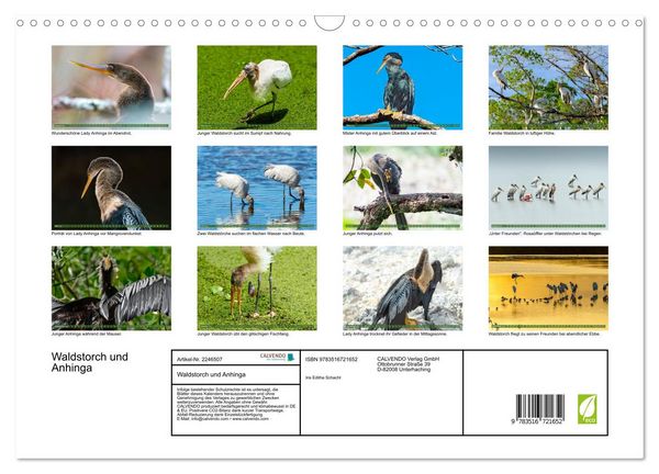 Produktbild: Waldstorch und Anhinga (Wandkalender 2026 DIN A3 quer), CALVENDO Monatskalender