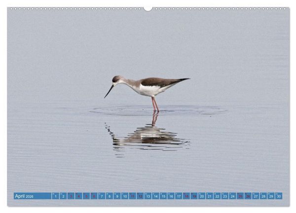 Produktbild: V&ouml;gel der Algarve (Wandkalender 2026 DIN A2 quer), CALVENDO Monatskalender