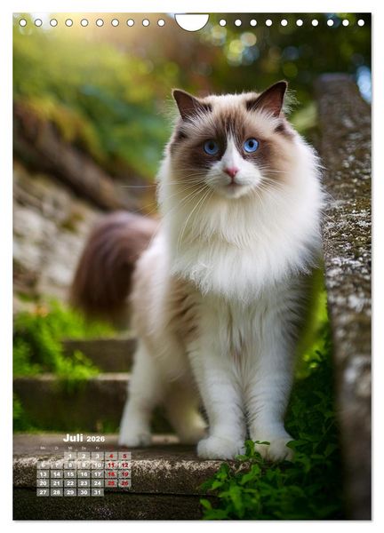 Produktbild: Pfotenabenteuer - Ragdolls in der Natur (Wandkalender 2026 DIN A4 hoch), CALVENDO Monatskalender