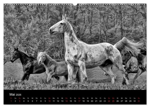 Produktbild: Pferde 2026 Wild Thing (Wandkalender 2026 DIN A2 quer), CALVENDO Monatskalender