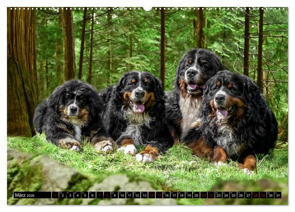 Produktbild: Berner Sennenhunde - Faszinierende Herzensbrecher (Wandkalender 2026 DIN A2 quer), CALVENDO Monatskalender