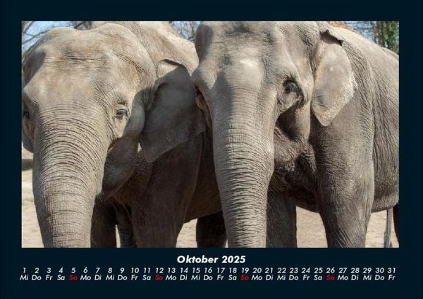 Produktbild: Elefanten - Die sanften Riesen Afrikas 2025 Fotokalender DIN A4