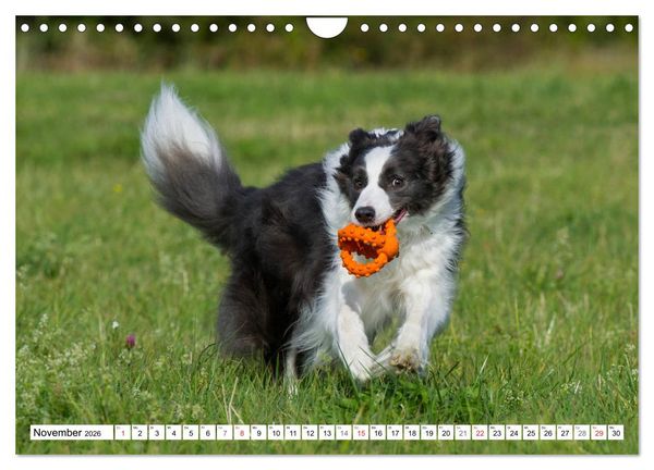 Produktbild: Traumhund Border Collie (Wandkalender 2026 DIN A4 quer), CALVENDO Monatskalender