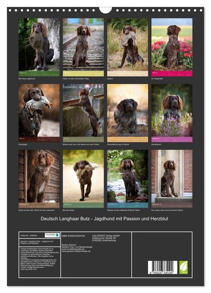 Produktbild: Deutsch Langhaar Butz - Jagdhund mit Passion und Herzblut (Wandkalender 2026 DIN A3 hoch), CALVENDO Monatskalender