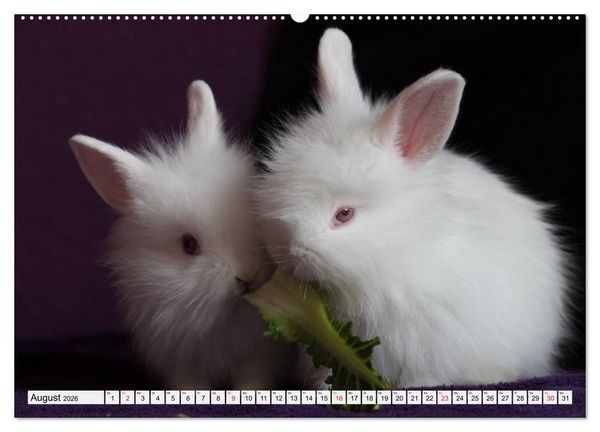 Produktbild: Kaninchen und Hasen (Wandkalender 2026 DIN A2 quer), CALVENDO Monatskalender