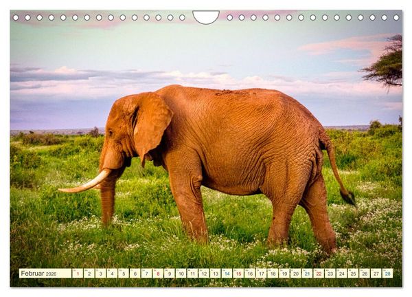 Produktbild: Die Riesen der Savanne (Wandkalender 2026 DIN A4 quer), CALVENDO Monatskalender