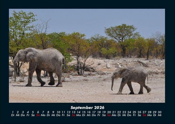 Produktbild: Elefanten - Die sanften Riesen Afrikas 2026 Fotokalender DIN A4