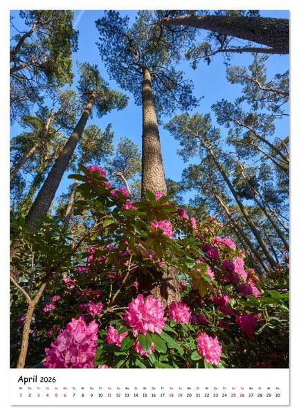 Produktbild: Zauberhafte Rhododendren (Wandkalender 2026 DIN A3 hoch), CALVENDO Monatskalender