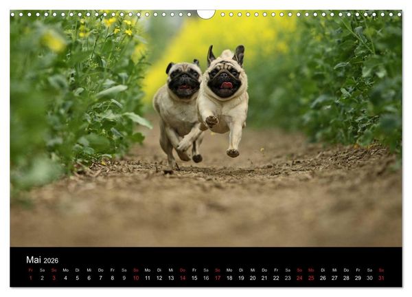 Produktbild: Der MOPS-Kalender (Wandkalender 2026 DIN A3 quer), CALVENDO Monatskalender