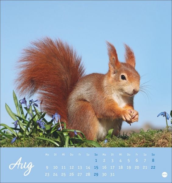 Produktbild: Eichh&ouml;rnchen Postkartenkalender 2027