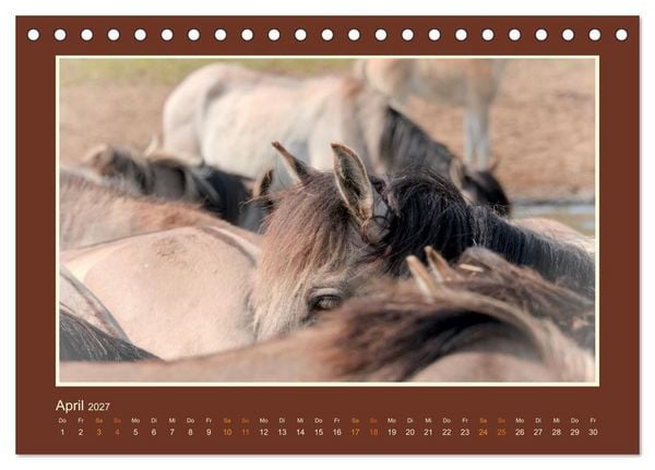 Produktbild: Die letzten Wilden - freilebende Pferde in D&uuml;lmen (Tischkalender 2027 DIN A5 quer), CALVENDO Monatskalender