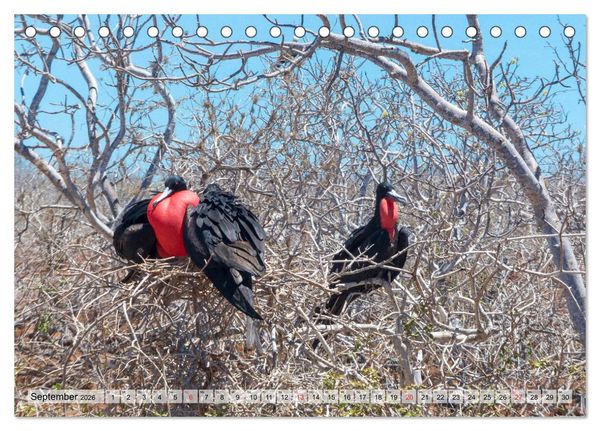 Produktbild: Die Galapagosinseln - Santa Cruz Island (Tischkalender 2026 DIN A5 quer), CALVENDO Monatskalender