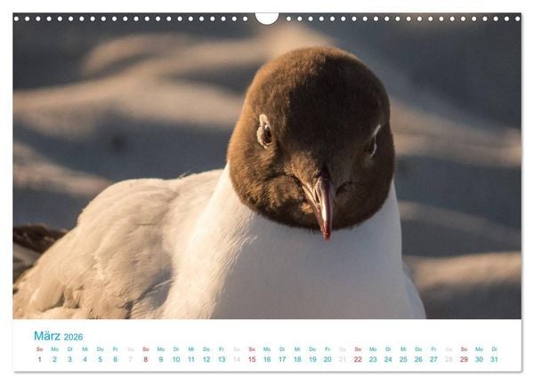 Produktbild: Der Dar&szlig; Kalender (Wandkalender 2026 DIN A3 quer), CALVENDO Monatskalender
