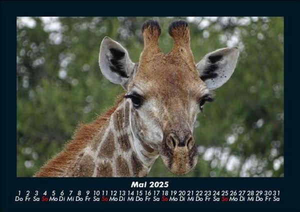Produktbild: Giraffen 2025 Fotokalender DIN A5