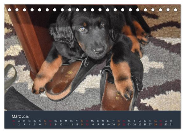 Produktbild: Ein Hovawart, ein Wachhund (Tischkalender 2026 DIN A5 quer), CALVENDO Monatskalender